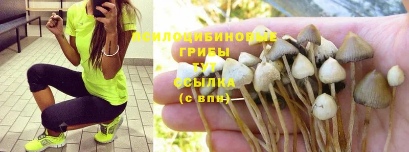 Псилоцибиновые грибы Psilocybe Ивантеевка